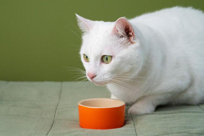 618选猫粮618囤湿猫粮有哪些好处(图4)