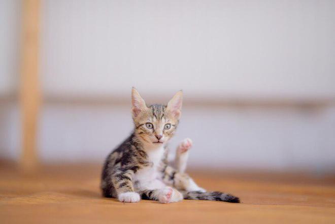 猫粮应该怎么选？选择猫粮究竟要考虑哪些因素？(图8)