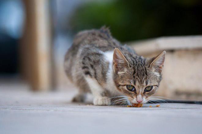 九游体育网站：猫粮别太随意换一文教你确定什么时候该换猫粮怎么更换(图3)