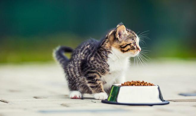 九游体育网站：猫粮别太随意换一文教你确定什么时候该换猫粮怎么更换(图2)