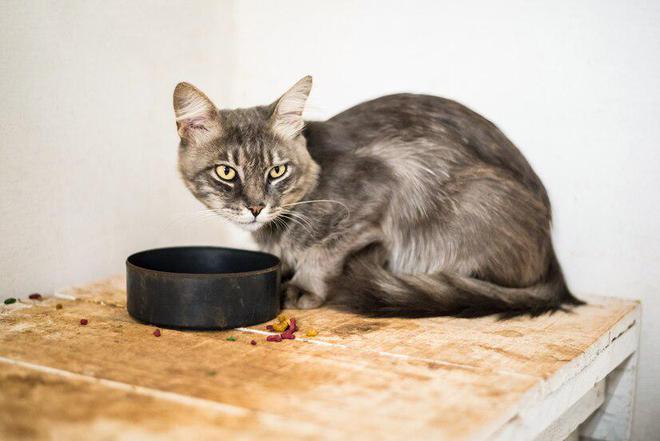 九游体育网站：猫粮别太随意换一文教你确定什么时候该换猫粮怎么更换(图6)