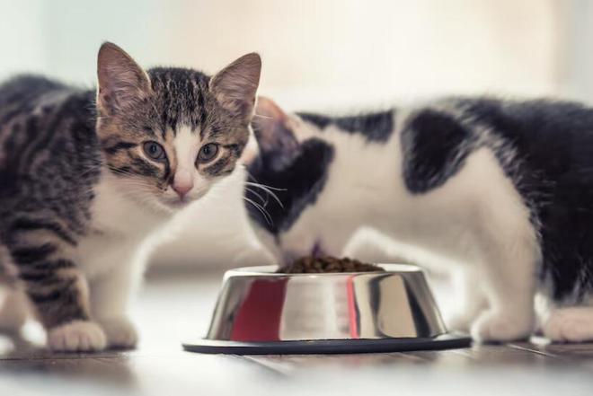 九游体育网站：猫粮别太随意换一文教你确定什么时候该换猫粮怎么更换(图5)