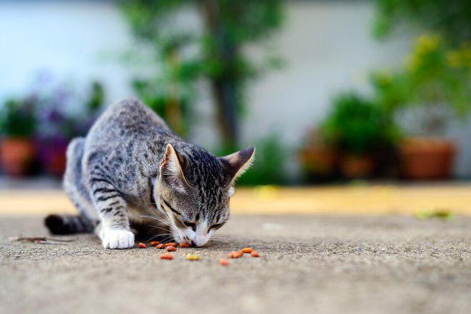 九游体育网站：猫粮别太随意换一文教你确定什么时候该换猫粮怎么更换(图4)
