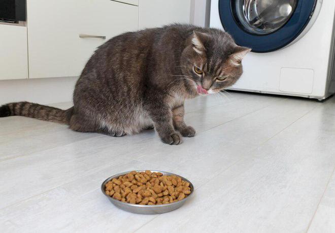 九游体育网站：猫粮别太随意换一文教你确定什么时候该换猫粮怎么更换(图8)