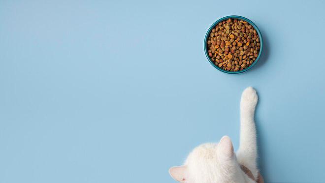 九游体育网站：猫粮别太随意换一文教你确定什么时候该换猫粮怎么更换(图7)