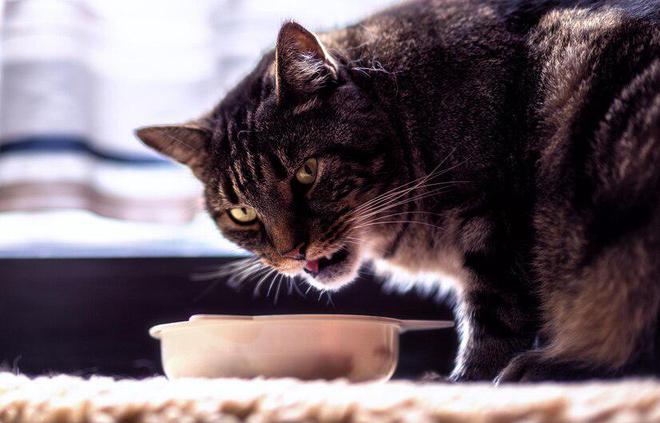九游体育网站：猫粮别太随意换一文教你确定什么时候该换猫粮怎么更换(图9)