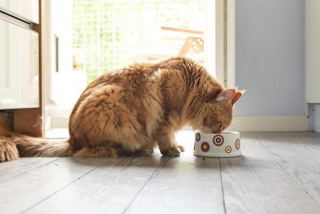 九游体育网站：猫粮别太随意换一文教你确定什么时候该换猫粮怎么更换(图10)