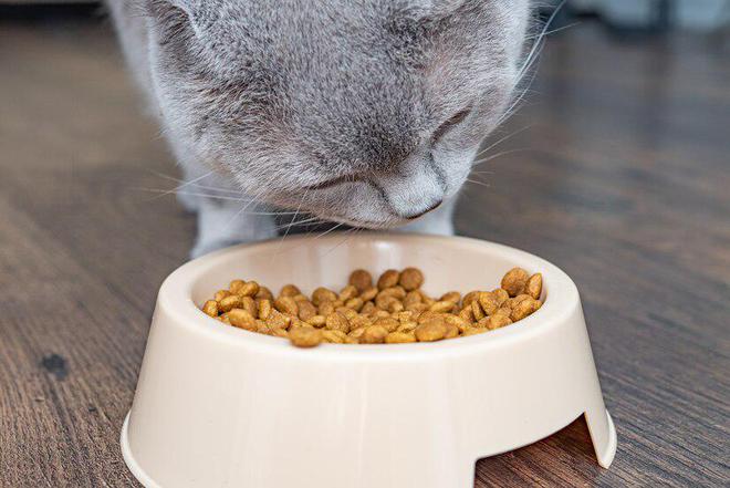 猫粮的主要成分是什么？6大主要成分对猫咪至关重要(图4)